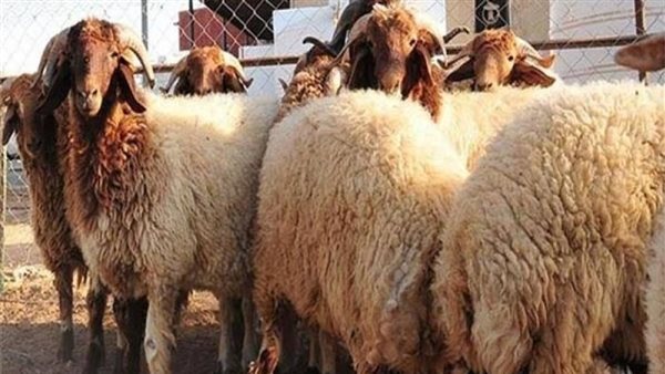 أسعار خروف العيد 2024.. بكم البرقي في منافذ وزارة الزراعة؟