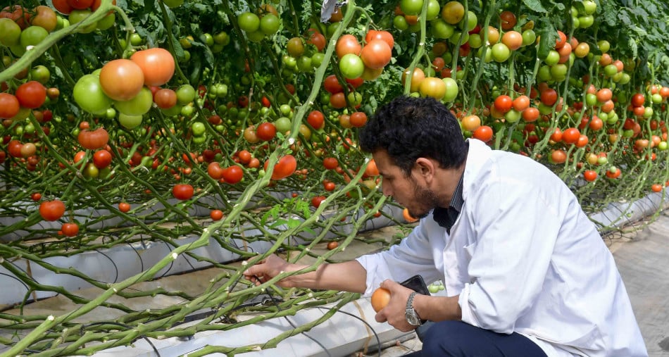 ارتفاع أسعار الأسمدة.. نقيب الفلاحين يكشف تأثير ارتفاع درجات الحرارة على الزراعة