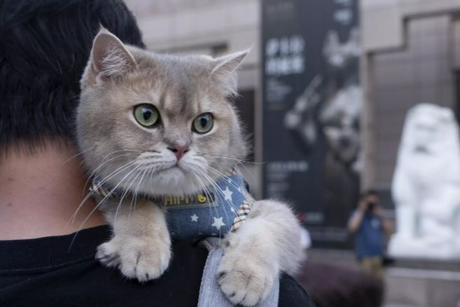 إثارة وتشويق في ليلة مع القطط المصرية القديمة بمتحف شنجهاي.. ما القصة؟