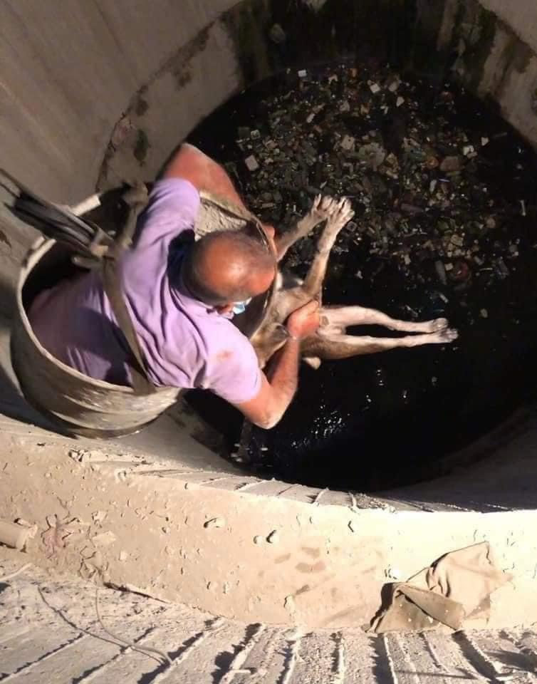 خاص منقذ كلب حلوان: نزلت ببرميل في بئر عمقه 20 مترا من أجله.. وعالجناه