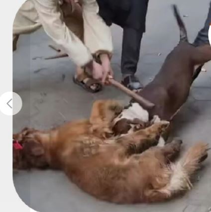 فيديو كلب المنيل