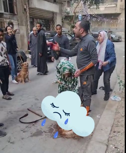 كلب بيتبول المنيل