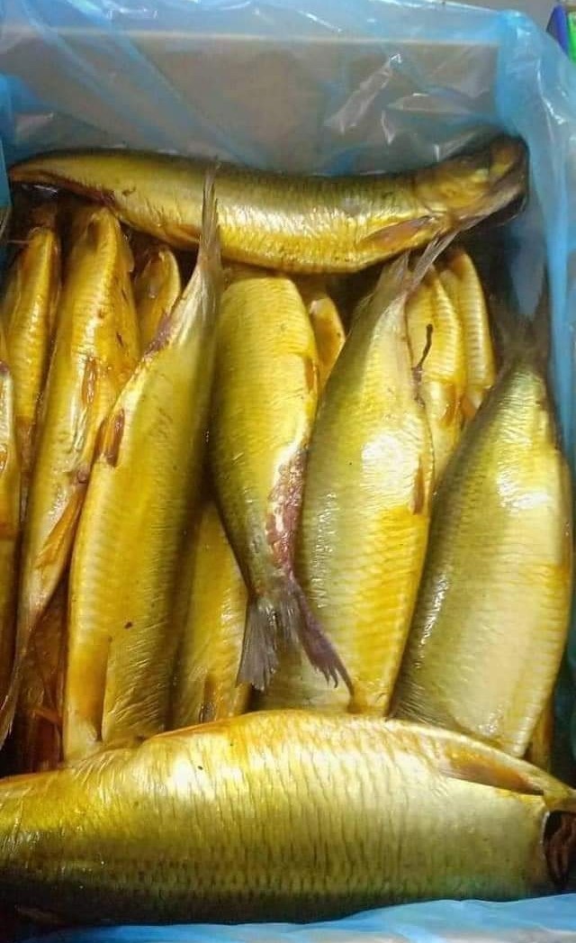 أسعار الفسيخ والرنجة في عيد الفطر 2025