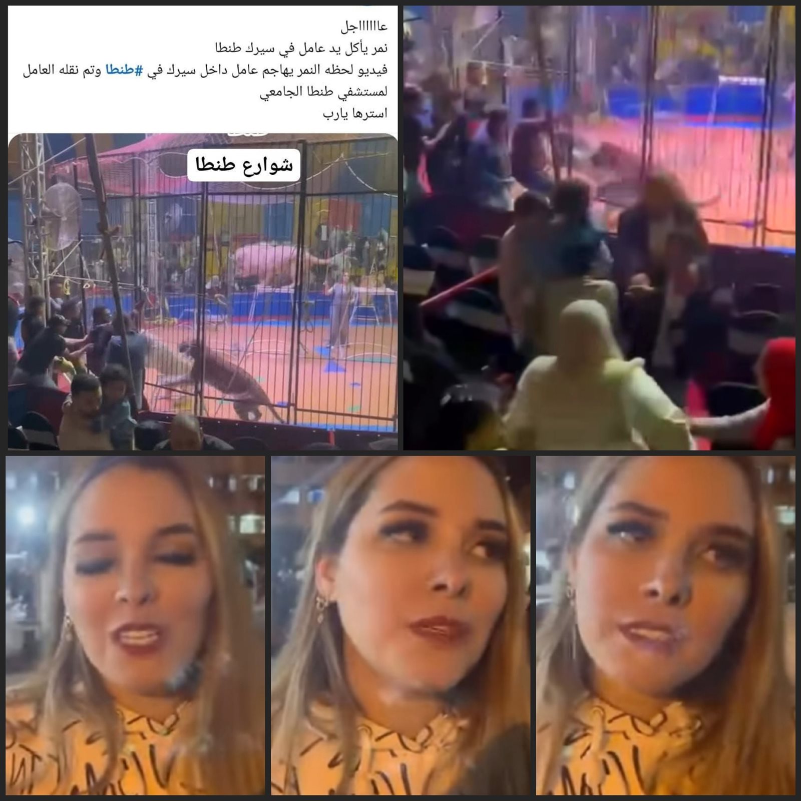 حادث سيرك طنطا..تفاصيل هجوم نمر على عامل في عيد الفطر بالفيديو