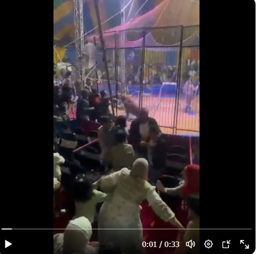 حادث سيرك طنطا..تفاصيل هجوم نمر على عامل في عيد الفطر بالفيديو