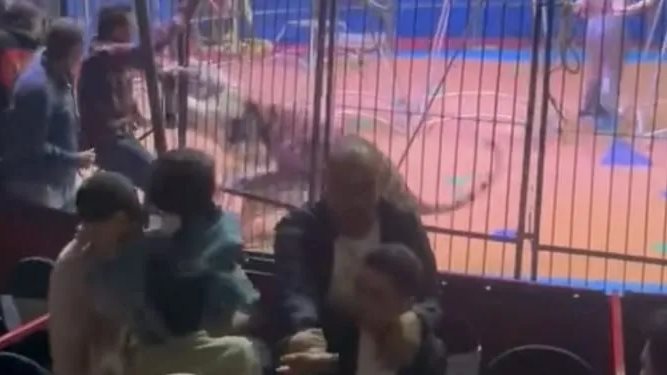حادث هجوم النمر في سيرك طنطا..مساعد مدرب الأسود يكشف السر الحقيقي