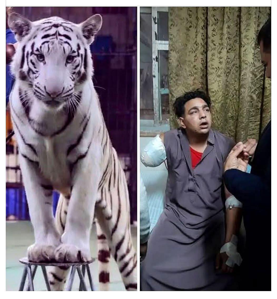 حبيت تتمنظر.. رد شقيق أنوسة مدربة الأسود على ضحية حادث سيرك طنطا