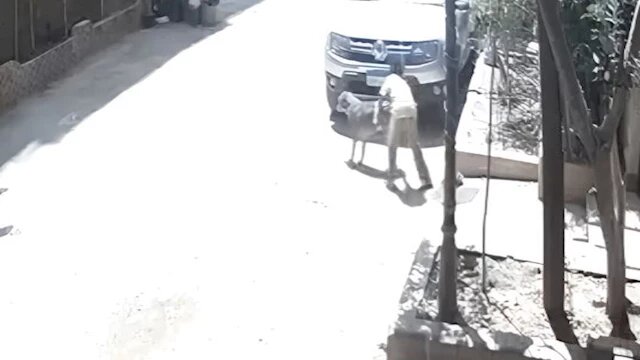 فيديو طفل يتحرش بكلب في حدائق الأهرام