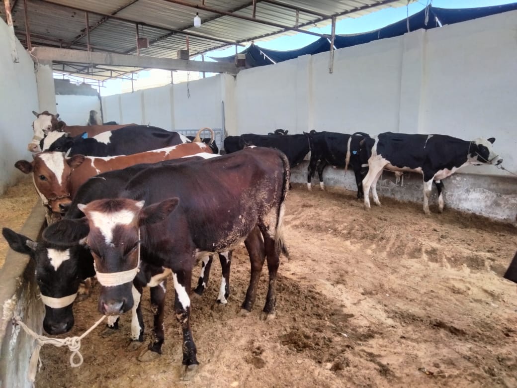 الزراعة: توفير ذبح الأضاحي في العيد وحملات للتأكد من سلامة الحيوانات المعروضة للبيع