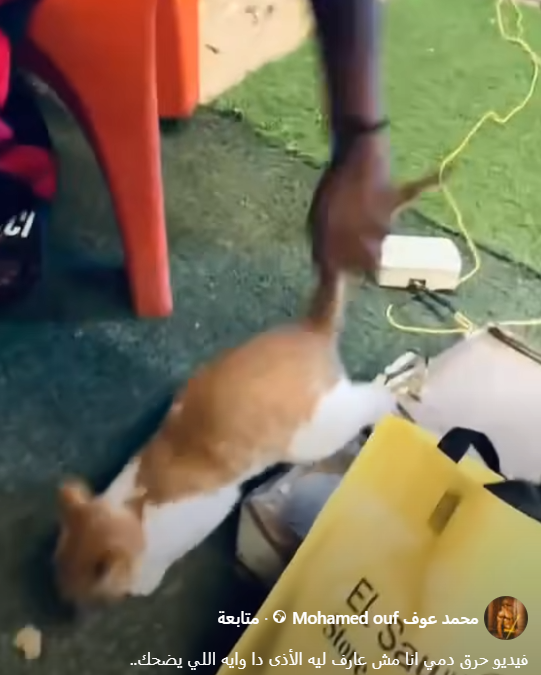 فيديو القطط يثير غضب السوشيال ميديا.. شباب سكران رموهم من الشرفة 