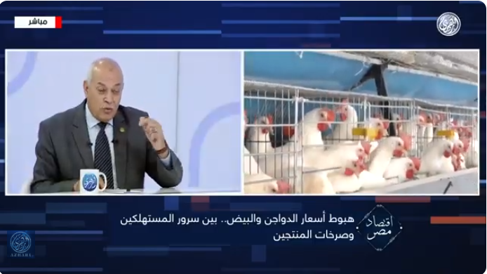 شعبة الدواجن: دعم صغار المربين من الشركات الكبرى واجب وطني فيديو