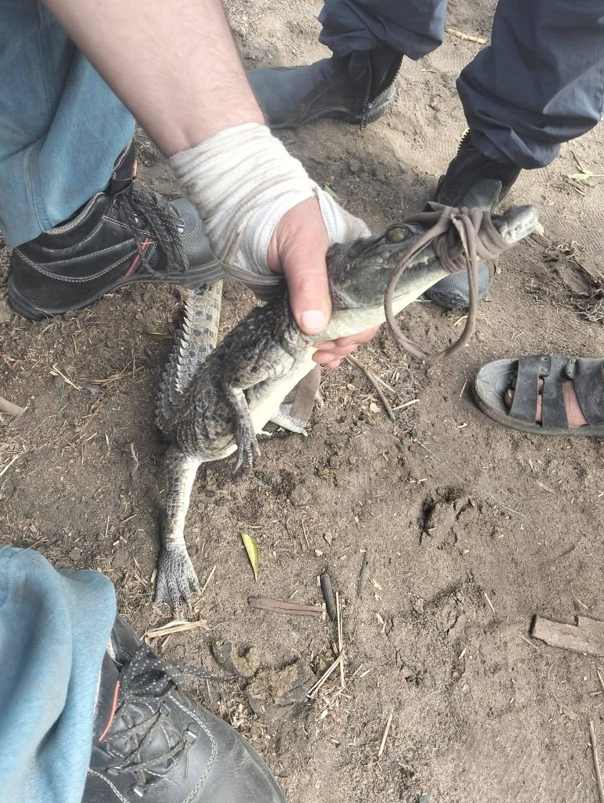 عمره لا يتجاوز العامين.. الإمساك بتمساح مصرف قرية الزوامل بالشرقية (صور)