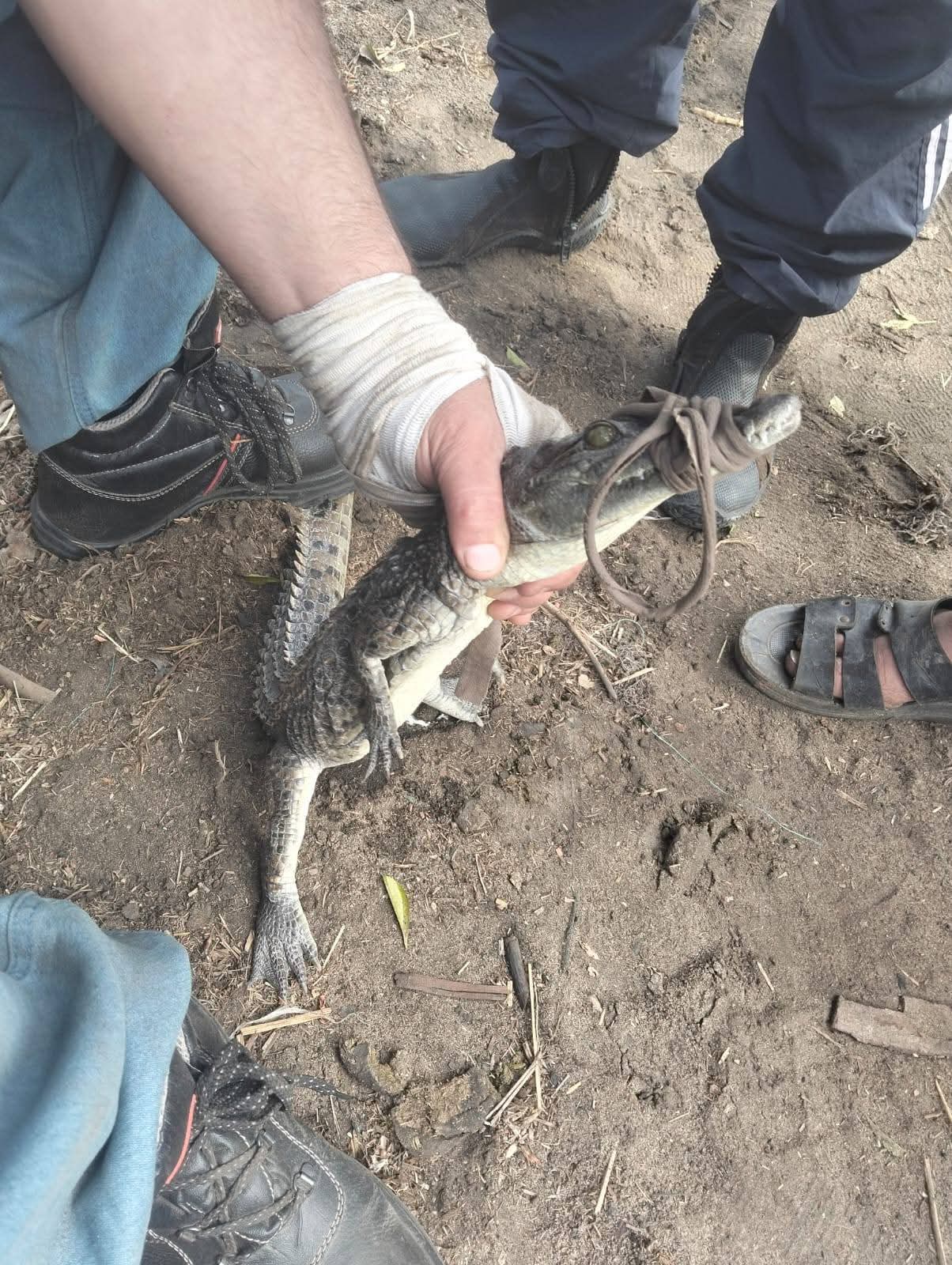 عمره لا يتجاوز العامين.. الإمساك بتمساح مصرف قرية الزوامل بالشرقية (صور)