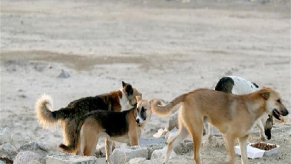 الرئيس نيوز