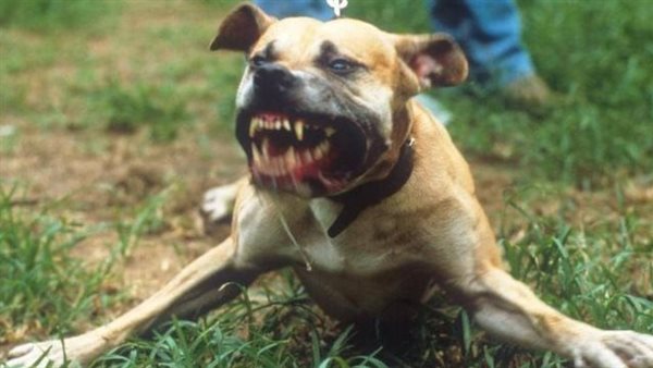 الرئيس نيوز