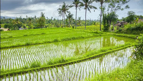 زراعة الأرز 