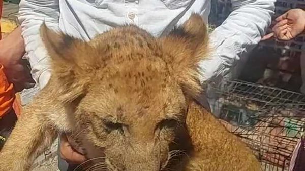 الرئيس نيوز