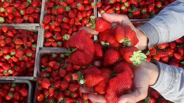 صادرات الفراولة 