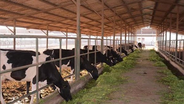 الثروة الحيوانية