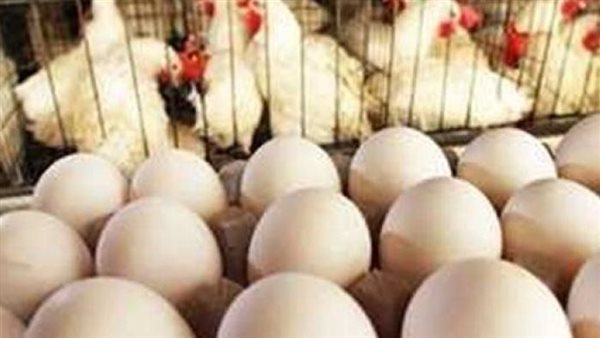 سعر الفراخ البيضاء