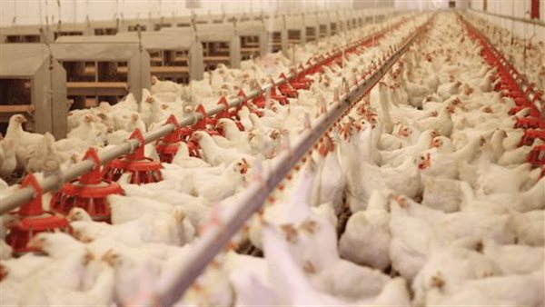 أسعار الدواجن 