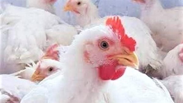 سعر الفراخ اليوم