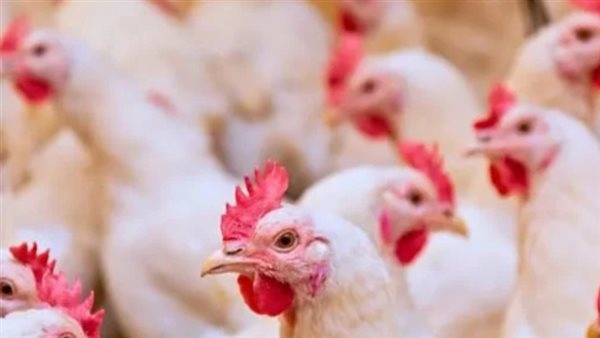 الرئيس نيوز