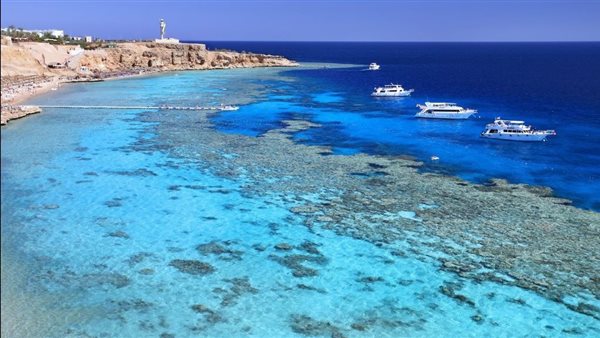 الرئيس نيوز