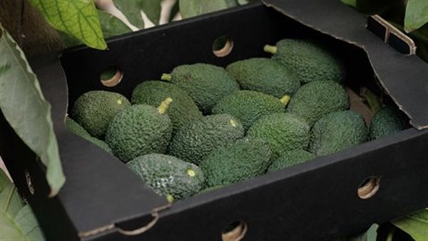 الرئيس نيوز