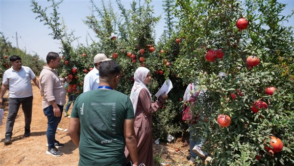 الحجر الزراعي 