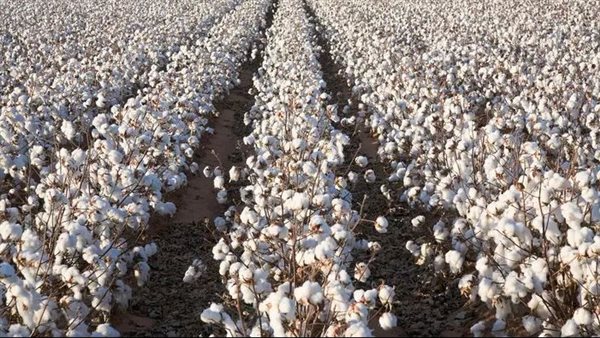 الرئيس نيوز