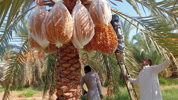 مزارع التمور 