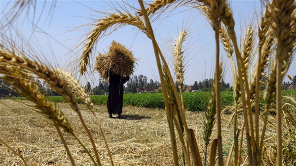 تراجع واردات القمح