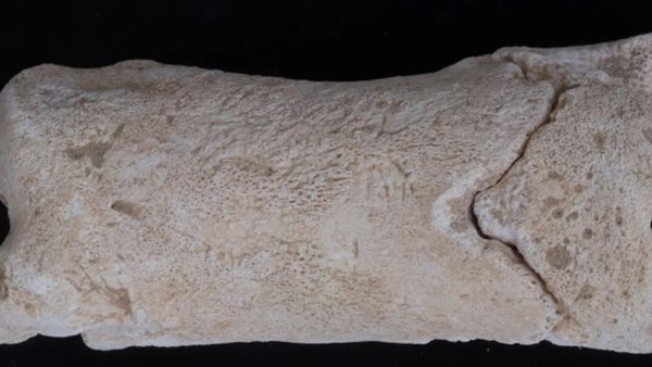 الرئيس نيوز