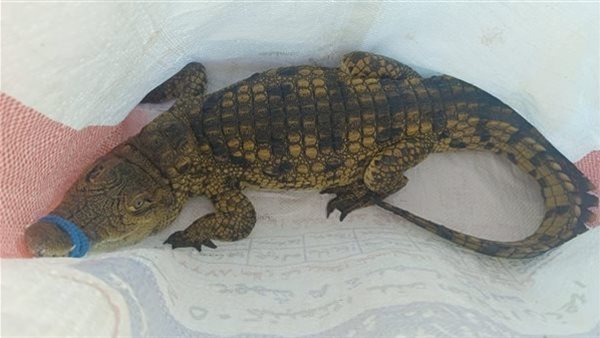 الرئيس نيوز