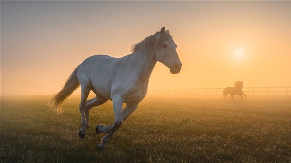 الخيول العربية 