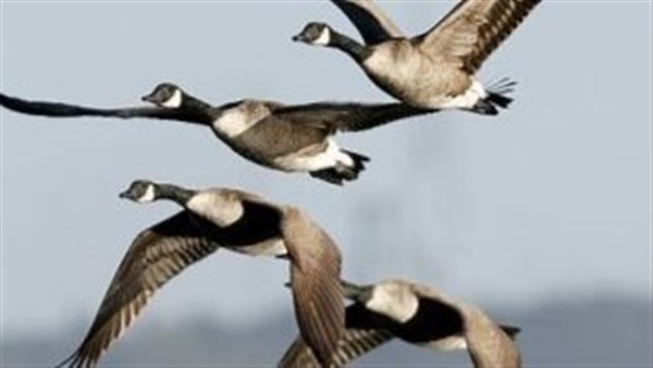 الرئيس نيوز