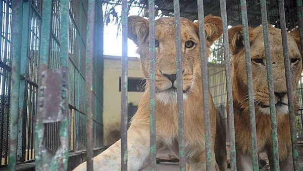 أسود في حديقة حيوان