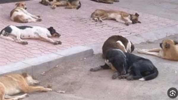 تسميم كلاب حدائق