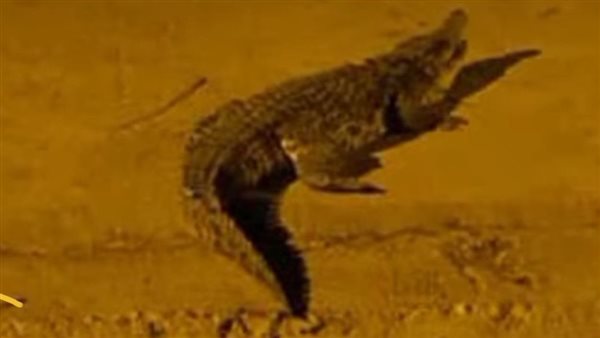 الرئيس نيوز