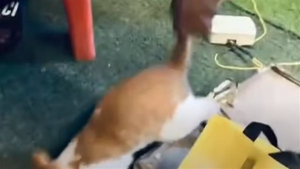 الرئيس نيوز