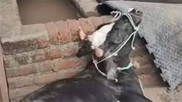 الرئيس نيوز