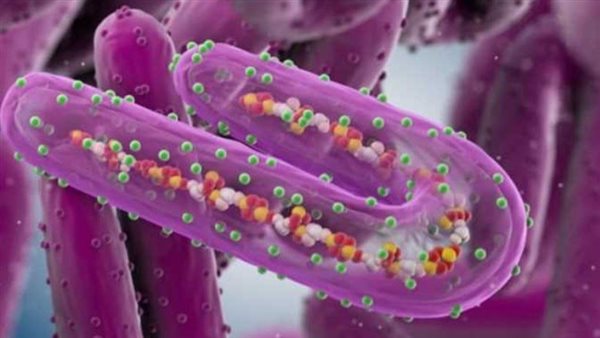 فيروس ماربورغ