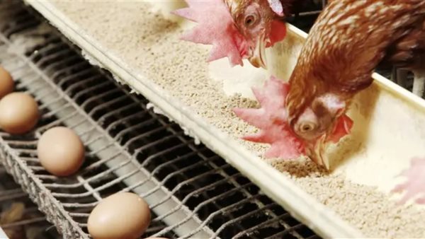 انخفاض أسعار الدواجن