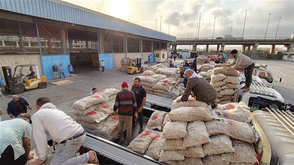 تقاوى البطاطس 