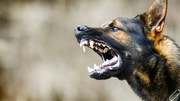 الرئيس نيوز