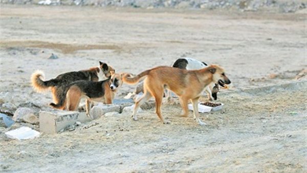 الرئيس نيوز