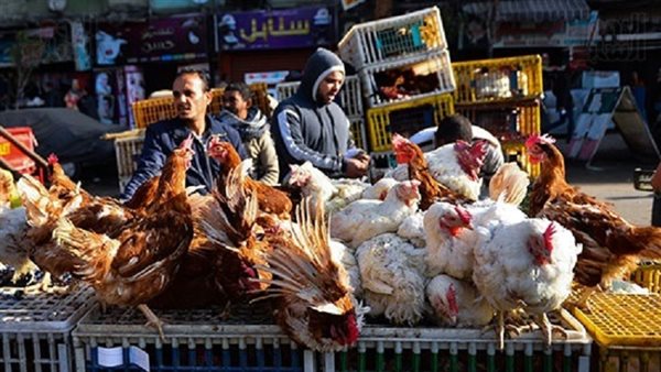 أسعار الدواجن العادلة