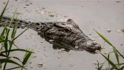 تمساح في مصرف بالشرقية     