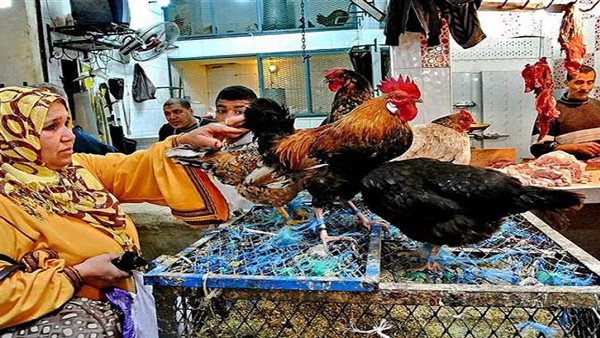 أسعار الدواجن العادلة